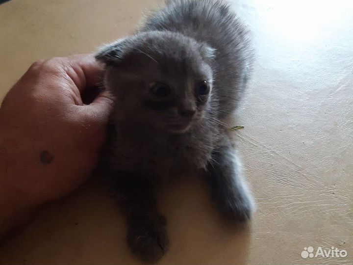 Шотландская вислоухая