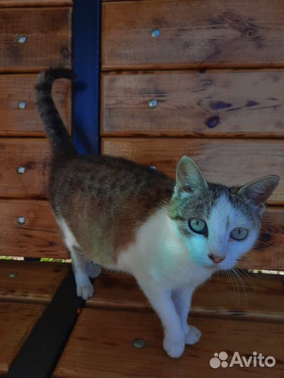 Добрая кошка