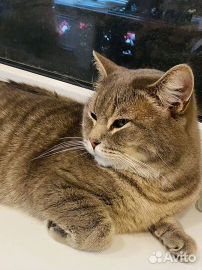 Котята в добрые руки бесплатно