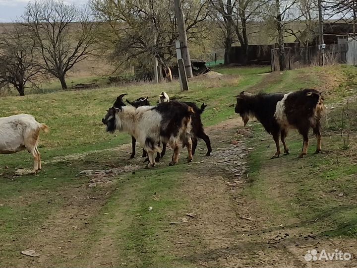 Козы и козлики