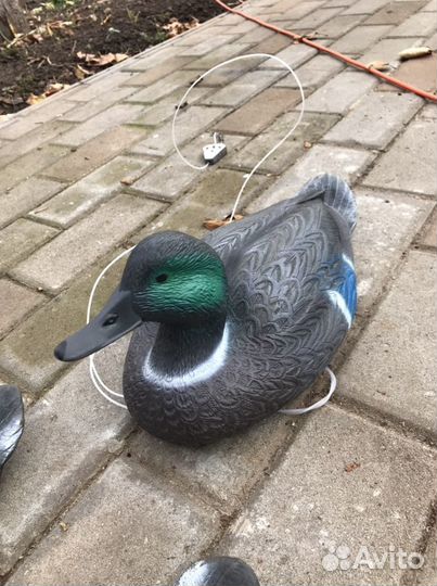Чучела уток