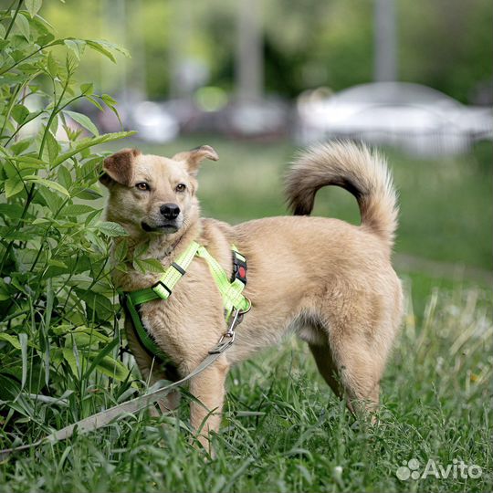 Собака в дар Зефир в добрые руки бесплатно