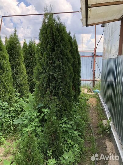 Туя 1,5м