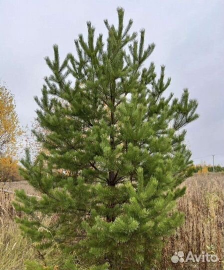 Сосны саженцы обыкновенные