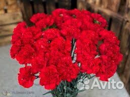 Гвоздика красная оптом в Красноярске