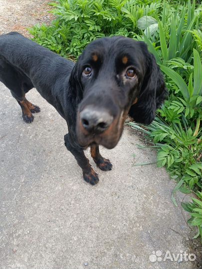 Ищем хозяина