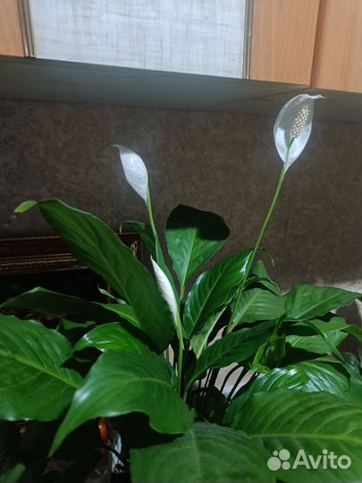 Спатифиллум
