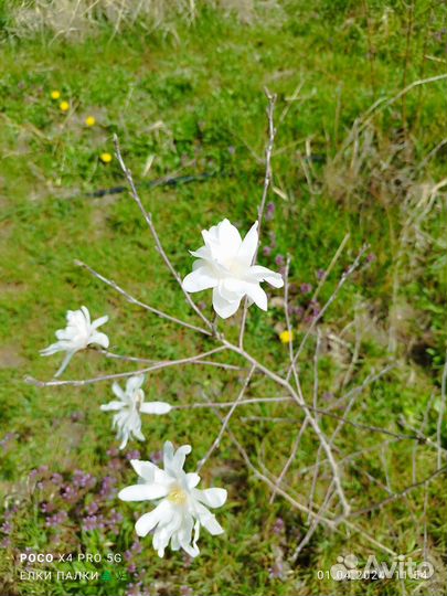 Магнолия растения