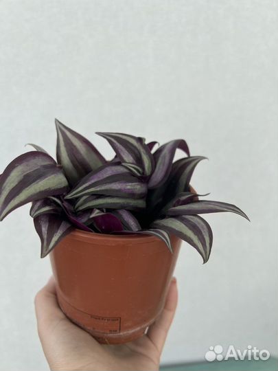 Традесканция зебрина