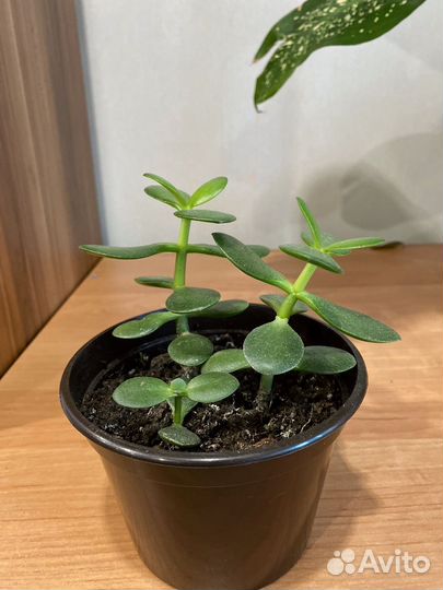 Толстянка яйцевидная