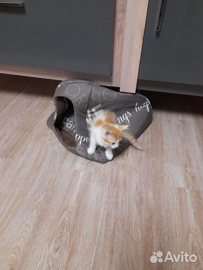 Кошки