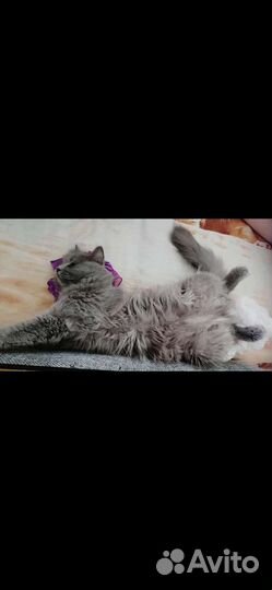 Отдам в добрые руки