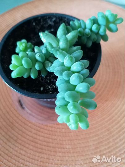 Очиток Моргана. Суккуленты