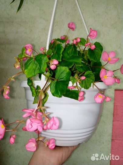 Бегония глуар, эпипремнум, Санса, монстера