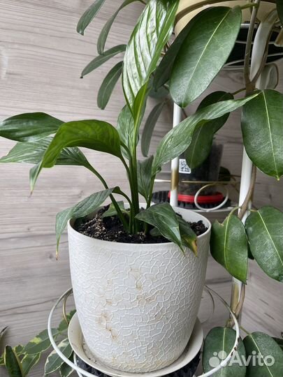 Комнатные цветы