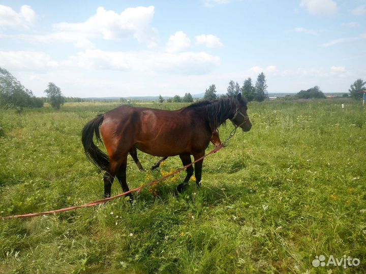 Кобыла и жеребенок