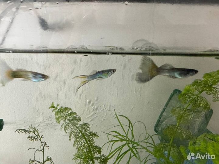 Аквариум с рыбками, растениями и креветками