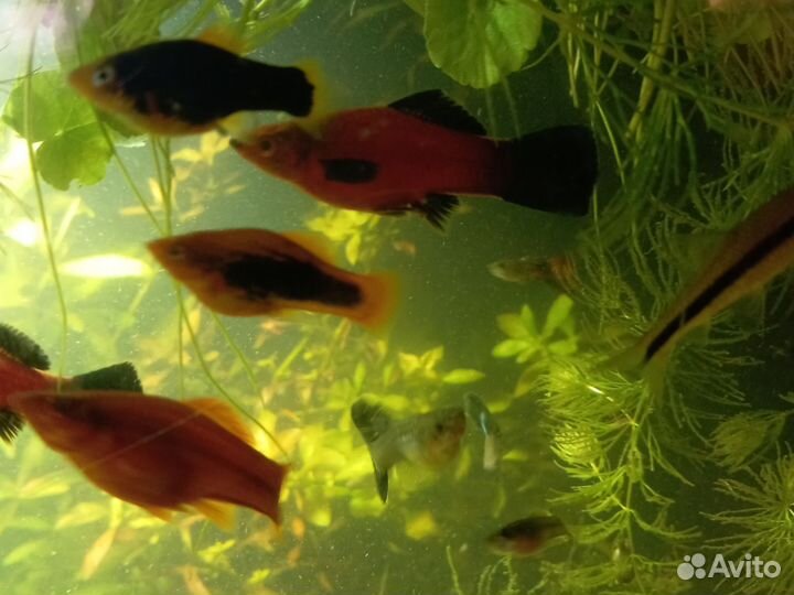 Аквариумные рыбки, растения