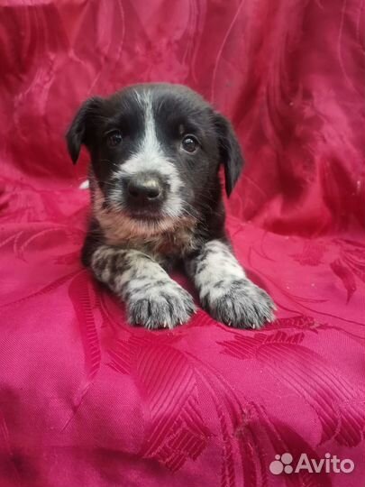 Щенок курцхаара