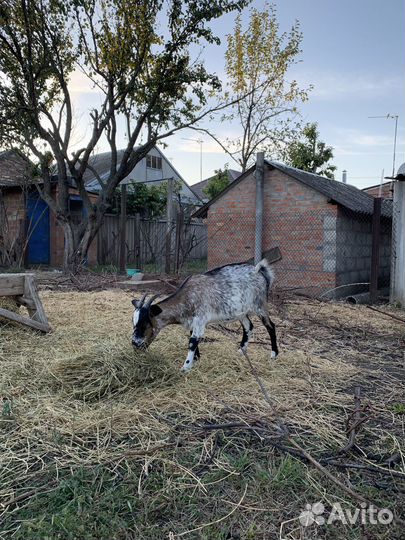 Англо-Нубийские козы и козлята