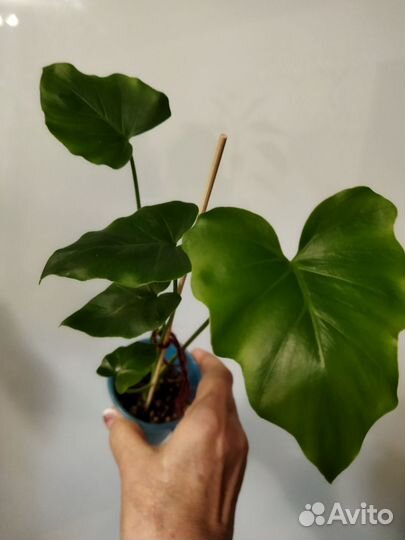 Комнатные растения цветы