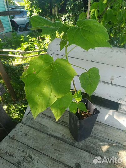 Павловния Форчуна Семена Саженцы