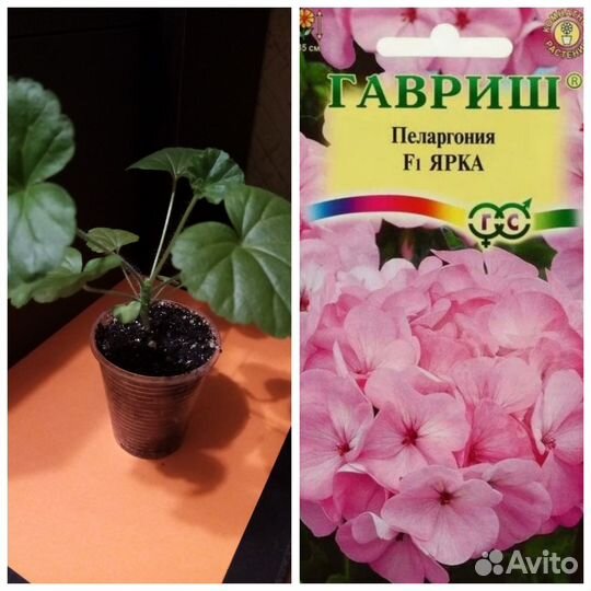 Пеларгония герань 6 видов из семян