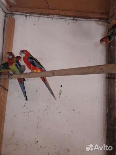 Розелла красная