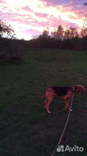 Собака вязка. Кобель. Русская гончая