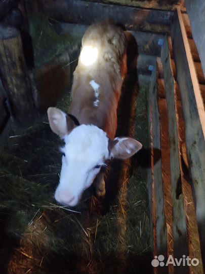 Продам,телочка