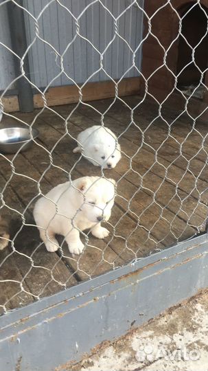 Продам щенков Алабай (девочки)