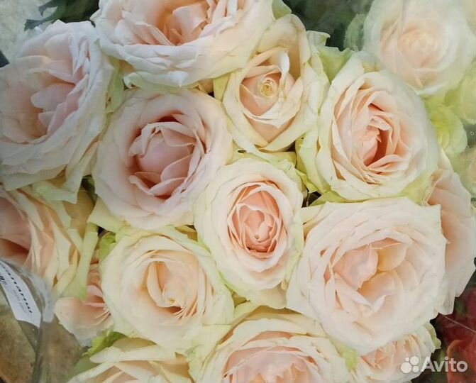 Розы оптом