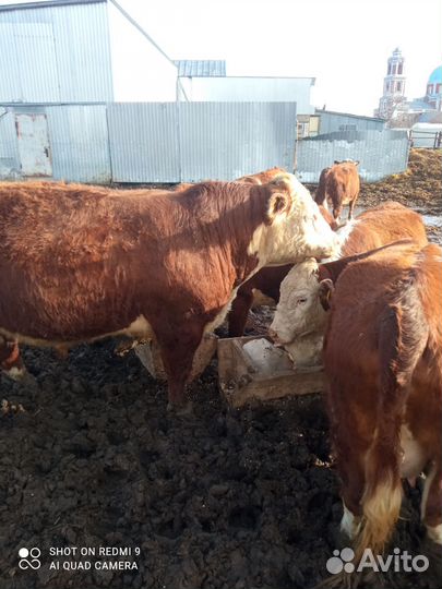 Коровы герефорд