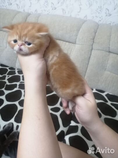 Экзотические котята