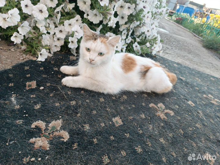 Трехцветная кошечка