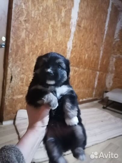 Собака в добрые руки маленькая порода