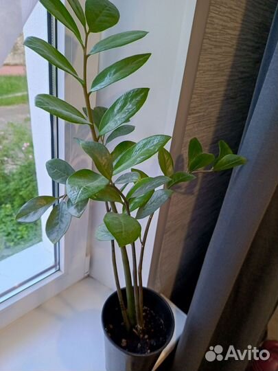 Замиокулькас