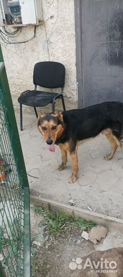 Собака ищет дом