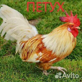 Молодые петухи
