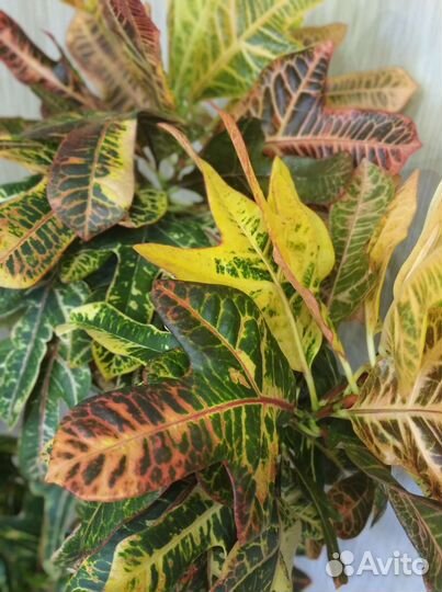 Кодиеум кротон