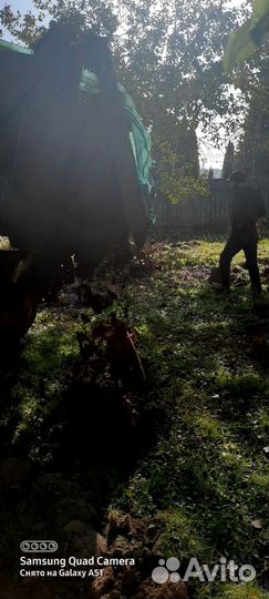 Удобрение навоз коровяк