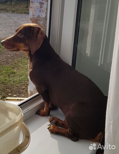 Вязка кобель такса