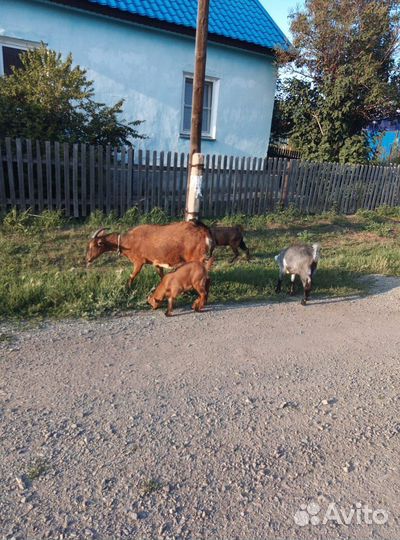 Козы дойные, козлята