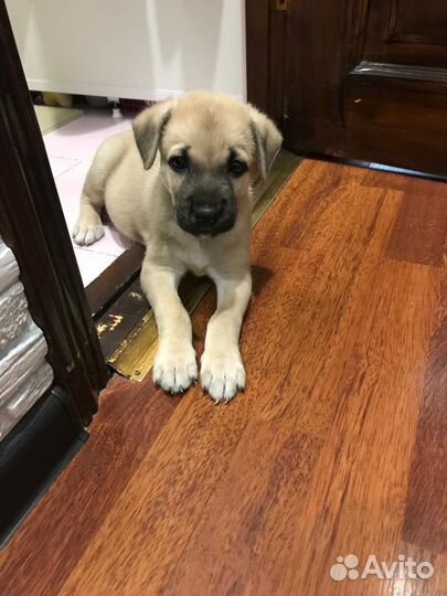 Собака в добрые руки щенок