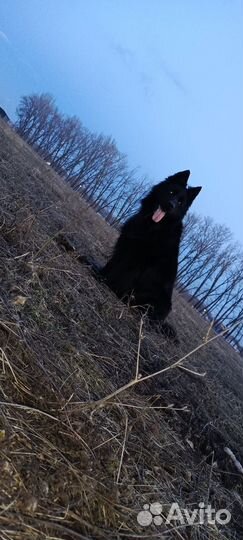 Вязка, кобель немецкая овчарка