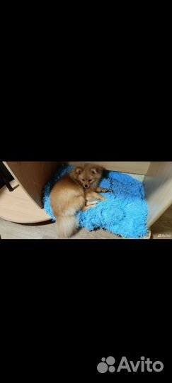 Немецкий шпиц щенок тип лисичка