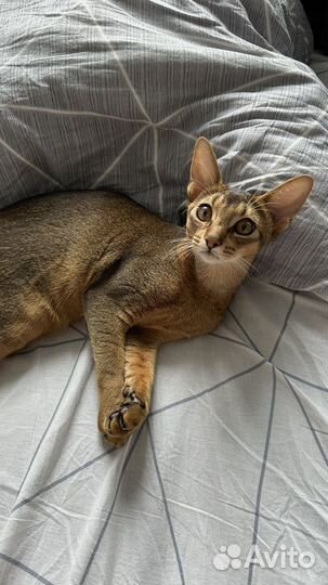Абиссинский кот вязка