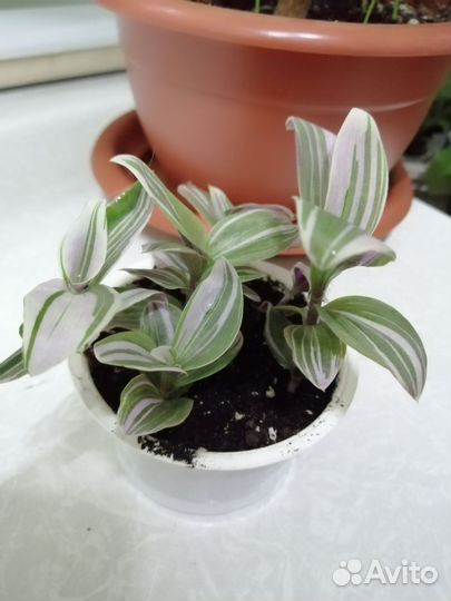 Традесканция