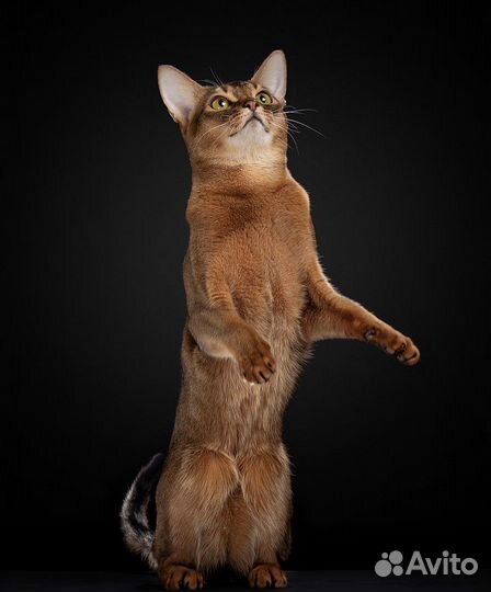 Абиссинский кот Чемпион на вязку