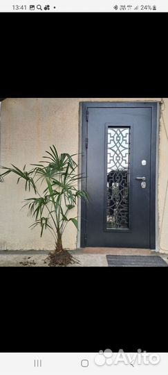 Пальма трахикарпус